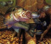 Mark Susinno - Opportunity Knocks, Largemouth Bass